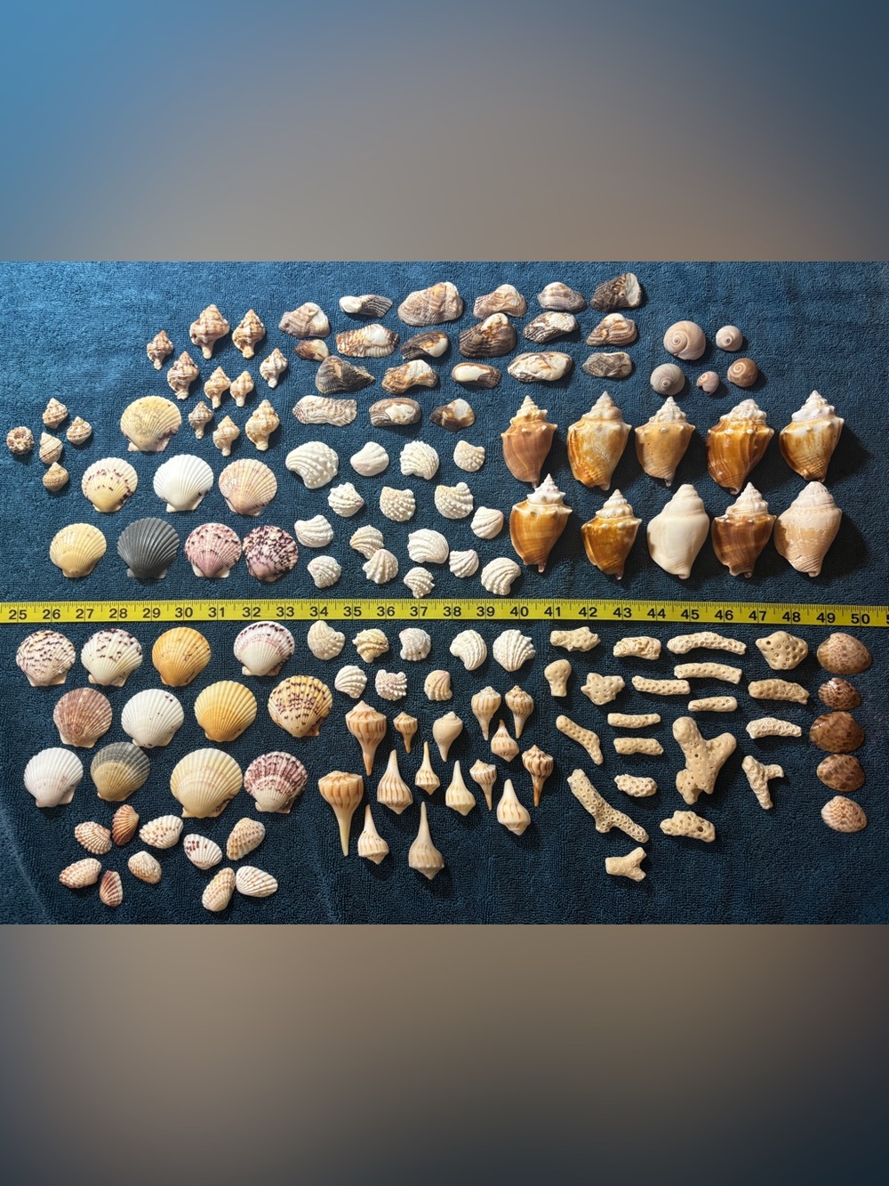 150 Mixed Lot Sanibel Island Seashells.  Assorted types and sizes!